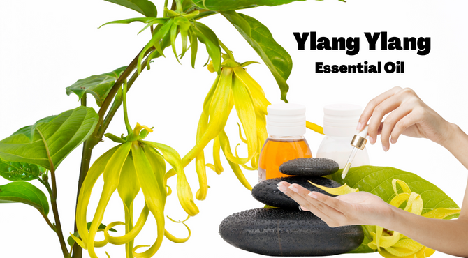 ylang-ylang-essential-oils-for-skin
